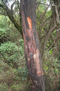 Pygeum Bark Extract