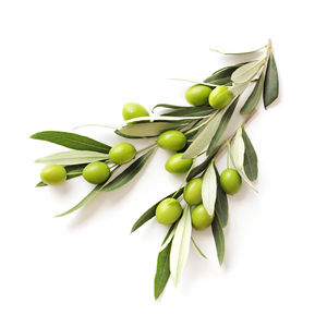 Olive Leaf Extract